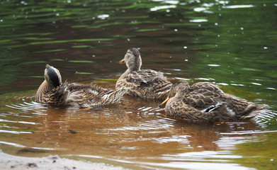 Wall Mural - ducks on the river