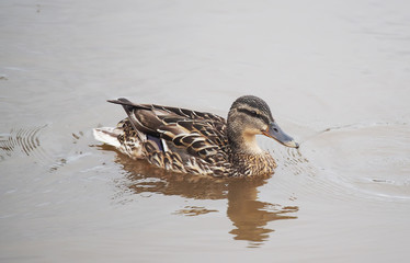 Wall Mural - duck on the river