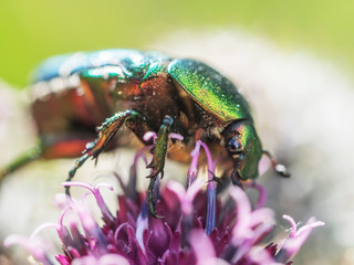 Poster - chafer insect on a flower