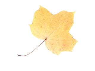 Wall Mural - dry maple leaf on a white background