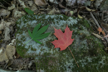 marijuana or cannabis leaf with maple leaf canada