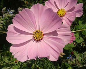 deux cosmos rose