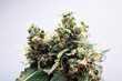 .marijuana cannabis plant