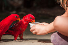 The Child Gives The Water A Red Parrots. Electus Roratus.