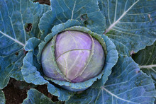 Organic Red Cabbage In The Garden