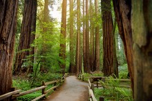 Hiking Trails Through Giant Redwoods In Muir Forest Near San Francisco, California