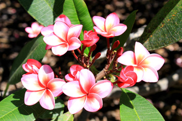 Wall Mural - plumeria flower tree in Hawaii