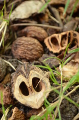 Inside of black walnuts on ground