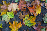 Fototapeta Lawenda - multicolor  maple leaves on ground