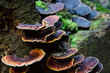 Forest mushroom growing on the log