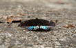 A butterfly feeding on the ground