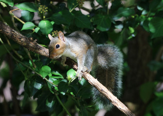 Wall Mural - Close up of an inquisitive Grey Squirrel on a branch