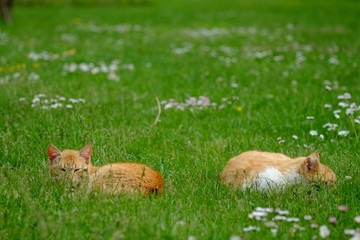 Two red cats liying in the gras.