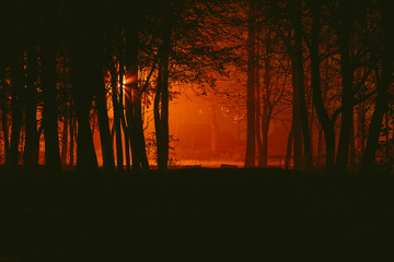 Gloomy autumnal desolate park in the fog at night