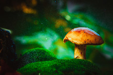 Fresh Brown Cap Boletus Mushroom On Moss In The Rain