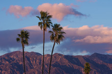 Vibrant Nature Background During A Rare Crisp, Breezy Afternoon In Pasadena, California. The Image Shows Palm Trees, And The San Gabriel Mountains And Pink Clouds In The Background.