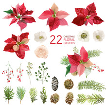 Poinsettia Flowers And Christmas Floral Elements - In Watercolor