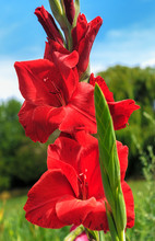 Deep Red Flowering Gladiolus Flower In A Summer Garden