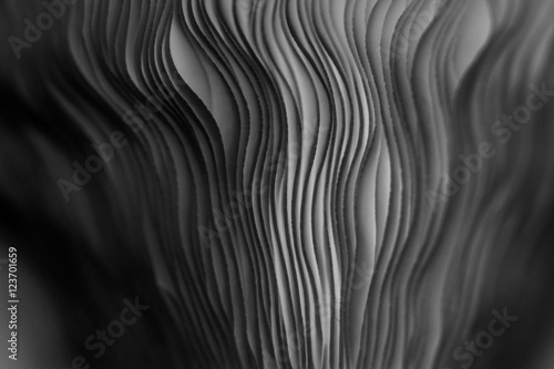Fotografía Close up of gills of a mushroom for abstract background