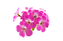 Pink Geranium Flower Isolated On White Background