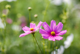 Fototapeta Krajobraz - Cosmos flowers blooming in the garden