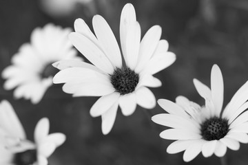 Wall Mural - small white daisies