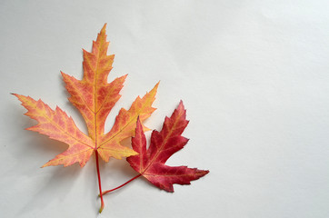 Vivid maple leaves isolated on white background. Autumn bright maple leaves. Two isolated orange and red leaves