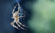 Close up of a spider in a web