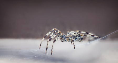Wall Mural - Close up of a spider in a web