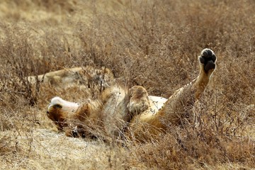 Wall Mural - Lion