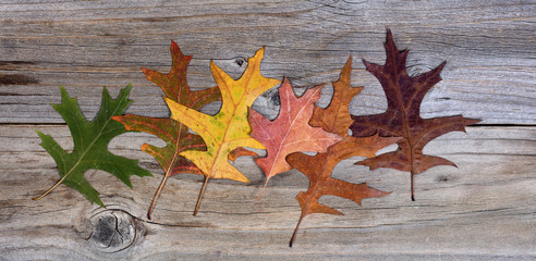 Wall Mural - Real autumn leafs changing their colors on rustic wooden boards