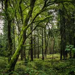  Moos bedeckte alte Bäume im Wald