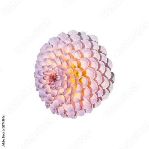 lush fragrant beautiful flower pink dahlia
