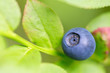 Macro shot of a blueberry