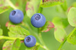 Macro shot of blueberries.