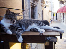 Striped Cats Are Sleeping On Storefront, Tourist Place