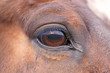 Close up photo of a horse's eye.