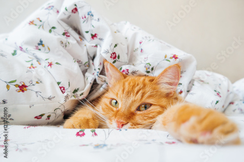 Plakat Śliczny imbirowy kota lying on the beach w łóżku pod koc. Puszysty zwierzak wygodnie usadowiony do snu. Przytulne tło domu z zabawnym zwierzakiem.