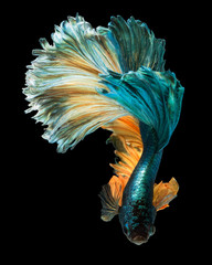 Poster - betta fish