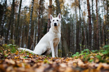 White Swiss Shepherd Dog In Autumn Forest