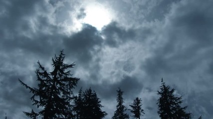 Wall Mural - Storm clouds passing over stand alone evergreen trees blowing in the wind.