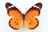 Fototapeta  - African monarch or plain tiger (Anosia chrysippus) specimen isolated