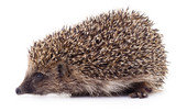 Fototapeta Zwierzęta - Small hedgehog isolated