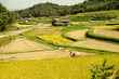 兵庫県小野市・棚田の稲刈り風景