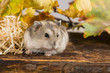 little pet hamster - Phodopus sungorus