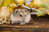 Fototapeta  - little pet hamster - Phodopus sungorus