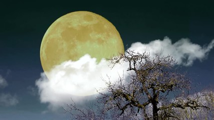 Wall Mural - Landscape with the full moon and trees.