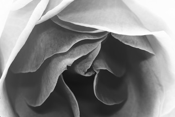 Canvas Print - Black and white, beautiful, delicate rose petals