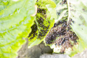 Wall Mural - Aphids (Plant lice) on a cherry tree leaf