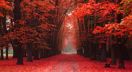 easy way in the autumn park